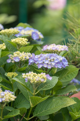 青いアジサイの花