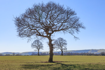 Tree in a Field