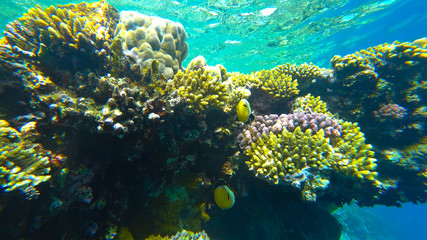Naklejka na ściany i meble coral reef and butterfly fish