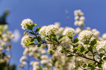 blooming branch of spirea