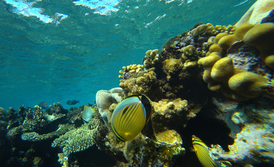 Naklejka na ściany i meble coral reef and butterfly fish