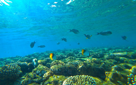 coral reef and butterfly fish