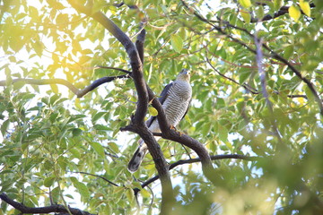 Eurasian sparrowhawk (Accipiter nisus) in Japan