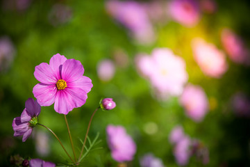 Cosmos flower in the green fields.
