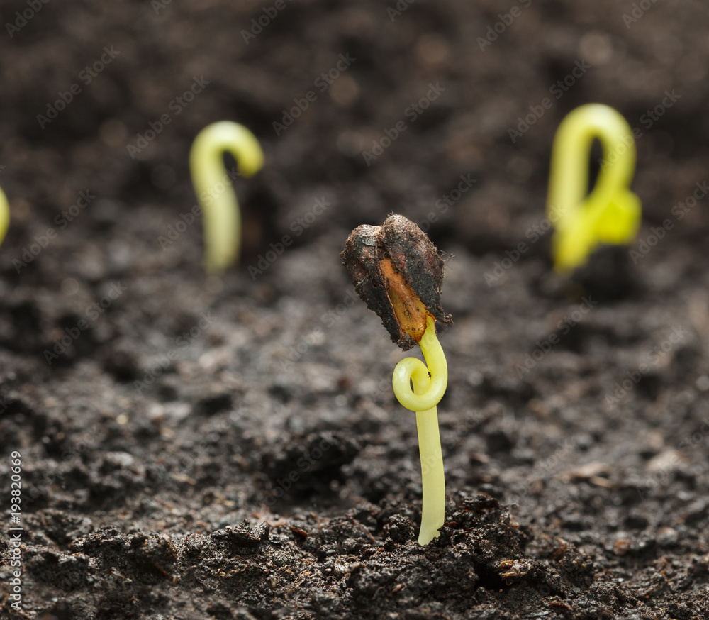 Poster New born plants