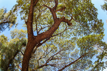 Background of under the big tree.