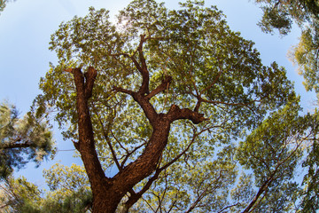 Background of under the big tree.