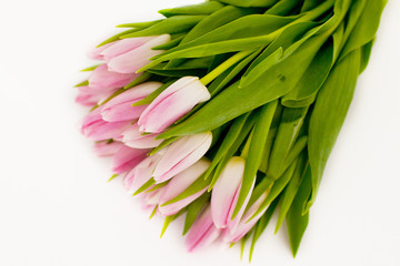 Bouquet of delicate pink tulips