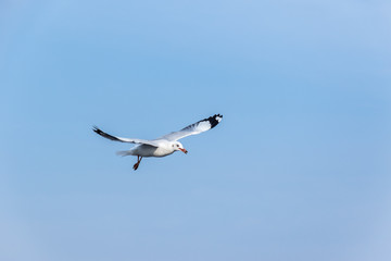 Laridae fly in the sky, Bangpu Recreation Center, Thailand