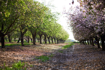 Spring garden of the blossoming almonds. Latrun, Israel