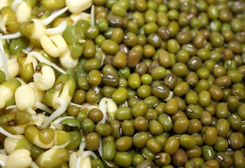 Companion of closeup germinated sprouted mung and dry mung lentils beans texture background image