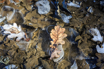 Frozen Leaves and Ice