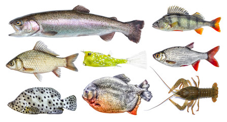 Isolated fish set, collection. Side view of live fresh fish. Rainbow trout, river perch, crucian carp, european roach, horned boxfish, panther grouper, red piranha, crawfish