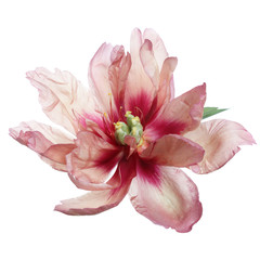 Fototapeta na wymiar Beautiful peony flower of unusual color isolated on white background.