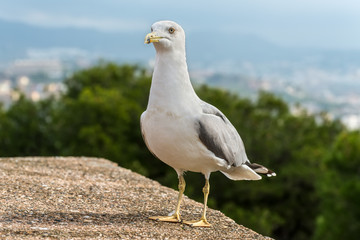 Seagull on the walls of the Alcazaba in Malaga, Spain