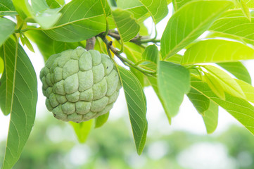 Fototapeta premium custard apple on the tree fruit of thailand