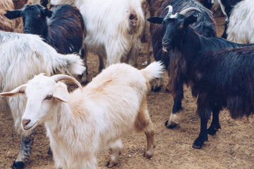 Naklejka na ściany i meble Goats on a farm.