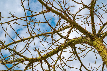 The silk floss tree