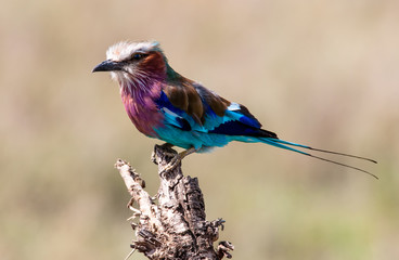 Bird in Serengeti