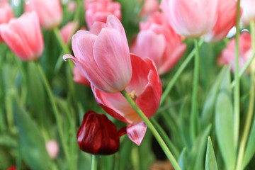 pink tulips flowers garden