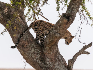 Fototapeta na wymiar Leopard in Tanzania