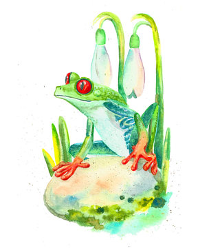 watercolor red-eyed tree frog and crocuses, spring illustration