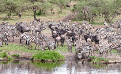 Fototapeta na wymiar Wildlife in Tanzania