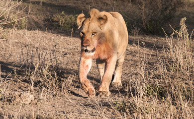 Fototapeta na wymiar Lioness with Blod coming back from Diner in Tanzania, Africa