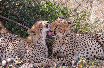 Animal Care by Cheetahs in Serengeti in Tanzania, Africa