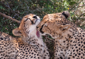 Animal Care by Cheetahs in Africa