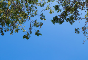 Ant view. Peltophorum dasyrachis (Miq) Kurz. Leaves and branches of tree and copy space of the sky.