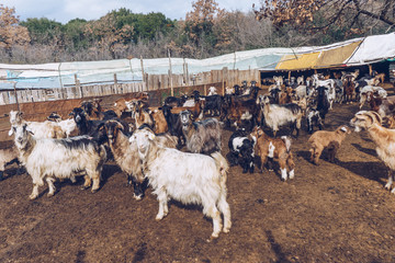 Goats on a farm.