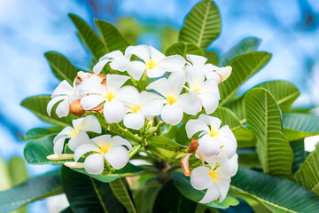 Fototapeta premium blooming plumeria, branch with flowers close-up
