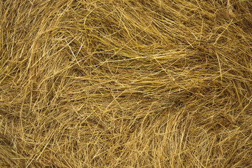 hay texture closeup