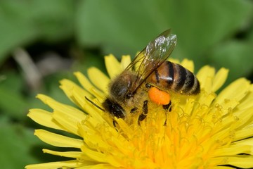 Bee pollinating a yellow dandelion flower during the warm Springtime weather. Note the full pollen sacs on the bee’s legs.