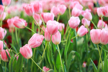 pink tulips flowers garden
