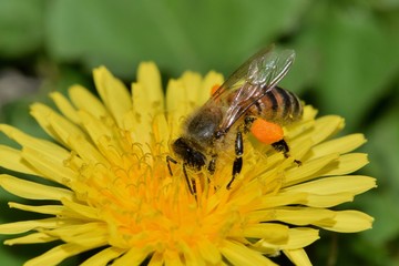Honey bee collecting pollen from a yellow dandelion flower during Springtime.