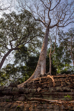 Ta Prohm temple in Cambodia