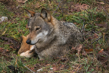 Ritratto di un lupo selvatico seduto nel prato