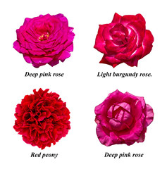 Fototapeta premium Set of isolated flowers: deep pink rose, light burgundy rose, red peony.