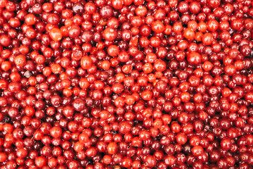 Ripe red cranberry background top view