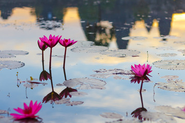 searoses in pond at Angkor Wat, Cambodia, with reflection of Temple