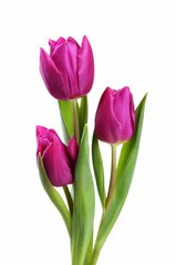 Bouquet of purple tulips isolated on white background