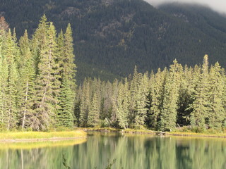 Trees Along Bow River, Banff National Park, Alberta
