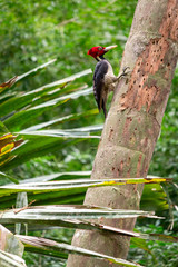 Woody Woodpecker bei der Arbeit