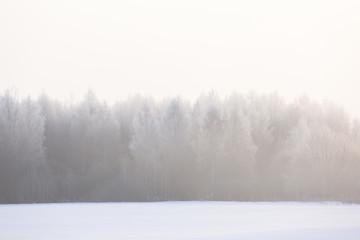 Winter landscape. Forest in white morning haze and hoarfrost