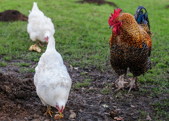 Chicken and Hen walking side by side