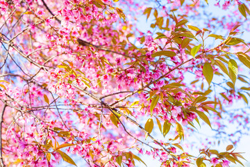 Wild Himalayan Cherry Blossoms in spring season, Pink Sakura Flower
