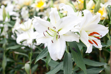 The white lilly flowers in the garden.