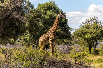 Giraffe walking